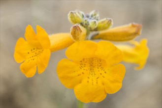 Flower of a Argylia radiata