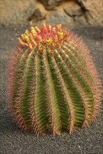 Cactus Ferocactus stainesii var. pilosus (Ferocactus stainesii var. pilosus)