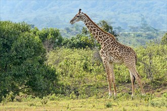 Giraffe (Giraffa camelopardalis)