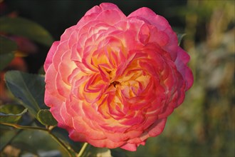 Orange-yellow Floribunda Rose (Rosa sp.)