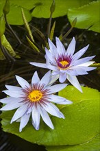 Water Lilies (Nymphaea)