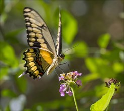 King Swallowtail or Thoas Swallowtail (Papilio thoas) feeding on lantana
