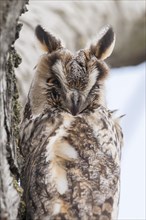 Long-eared Owl (Asio otus)