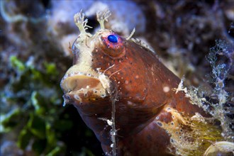 Obscure Blenny (Salarias obscurus)