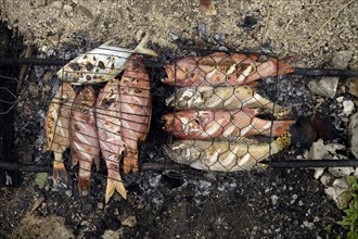 Fish are cooked over hot coals