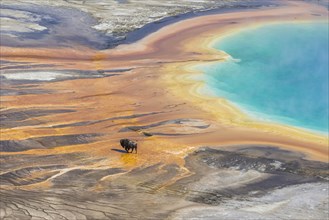 Bison crossing the sinter crust of Grand Prismatic Spring