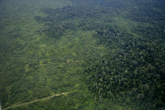 Plantation of oil palms (Elaeis guineensis) for the production of palm oil in the rainforest