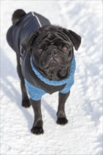 Black Pug in sweater and coat in the snow