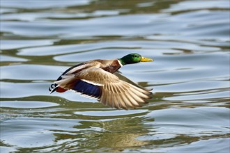 Mallard (Anas platyrhynchos)