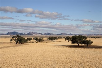 View from Elim Dune onto grass steppe and Camel thorn trees (Vachellia erioloba) at Sesriem Camp