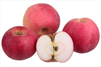 Apple variety Gascoyne's Scarlet
