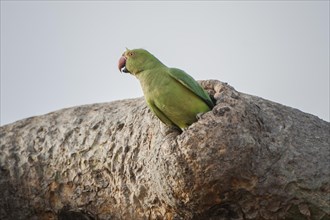 Rose-ringed parakeet (Psittacula krameri manillensis) in a tree-hole