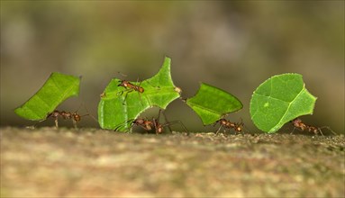 Leafcutter Ants (Atta cephalotes)