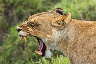 Lioness (Panthera leo) yawning