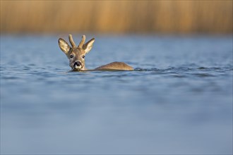 Roe Deer (Capreolus capreolus)