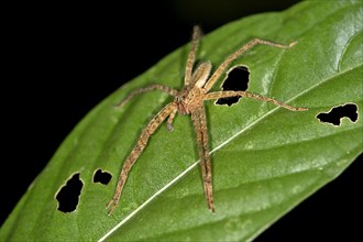 Tropical Wandering Spider (Cupiennius bimaculatus)