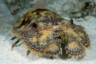 Slipper Lobster or Sculptured Mitten Lobster (Parribacus antarcticus)