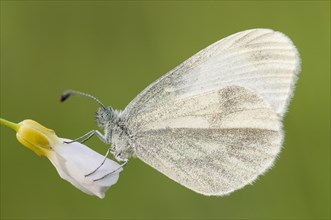 Wood White butterfly (Leptidea sinapis)