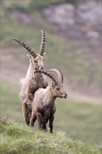 Alpine ibex (Capra ibex) posturing