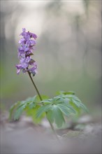 Hollowroot (Corydalis cava)