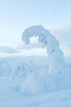 Snow-covered spruce trees