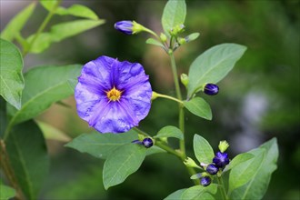 Blue Potato Bush (Solanum rantonnetii)