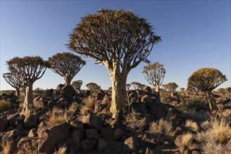 Quiver trees (Aloe dichotoma) in the Quiver Tree Forest near Keetmanshoop