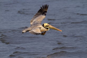 Brown pelican (Pelecanus occidentalis) flying over the ocean in the early morning