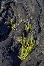 Plants growing on lava