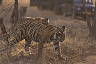 Tourist vehicles following three sub-adult Bengal Tigers (Panthera tigris tigris) on a tiger safari in Ranthambhore Tiger Reserve