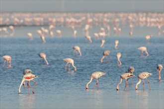 American Flamingo (Phoenicopterus ruber) colony foraging for food