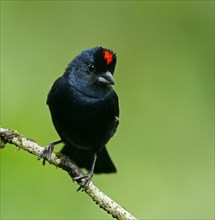 Ruby-crowned tanager (Tachyphonus coronatus)