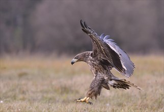 White-tailed Eagle (Haliaeetus albicilla) in flight in an autumn landscape