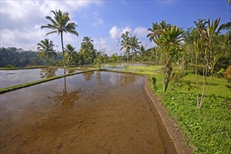 Rice terraces at Pura Gunung Kawi Temple