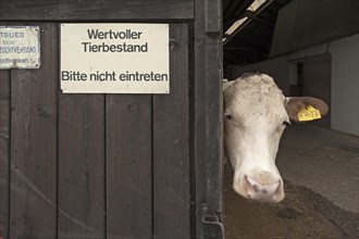 Dairy cow looking out of a barn