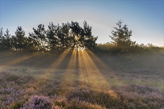 Sun rays penetrate the morning mist above heathlands