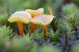 Waxcap Mushrooms (Hygrocybe persistens)