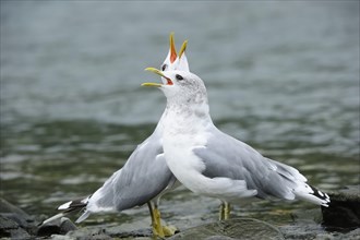 Two Common Gulls (Larus canus) standing in the water and greeting each other