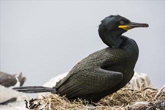 European Shag (Phalacrocorax aristotelis)