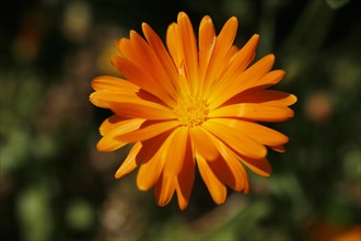 Marigold (Calendula sp.)