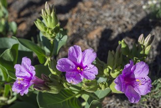 Colorado Four o'clock (Mirabilis multiflora)