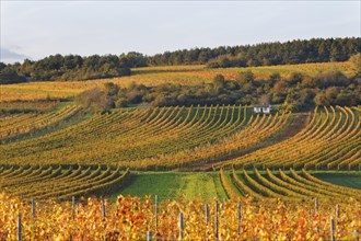 Autumnal vineyards