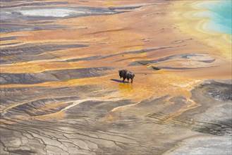 Bison crossing the sinter crust of Grand Prismatic Spring