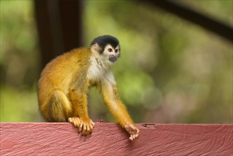 Red-backed Squirrel Monkey (Saimiri oerstedii) sitting on a bar