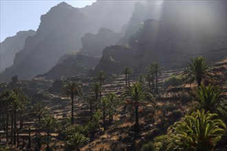 Canary Island Date Palms (Phoenix canariensis)