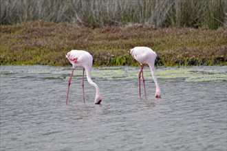 Lesser Flamingos (Phoenicopterus minor)