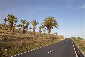 Road at a palm grove