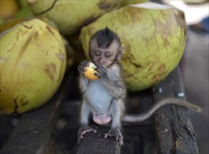 Young Northern pig-tailed macaque (Macaca leonina) eating a fruit
