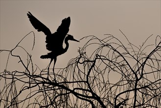 Grey heron (Ardea cinerea) landing on tree at dawn
