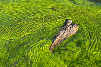 Algae in the water